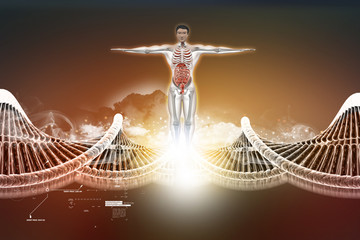Fototapeta premium human anatomy with dna