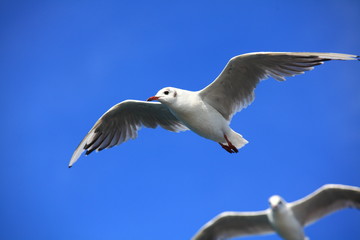 Möwe