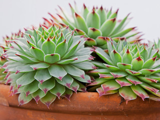 Naklejka premium Sempervivum plants outgrowing their pot