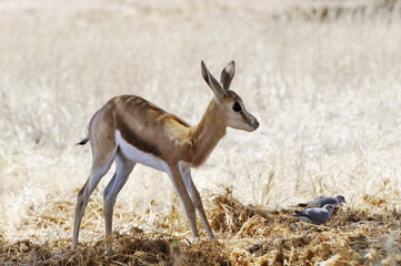 Newborn springbok