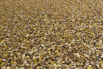 A big pile of yellow leaves (leaf, background, wallpaper)