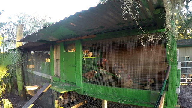 Chicken Coup in Florida