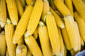 market stall with corncobs.  Fresh sweet corn