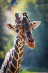 Giraffe. Portrait of a curious giraffe (Giraffa camelopardalis)