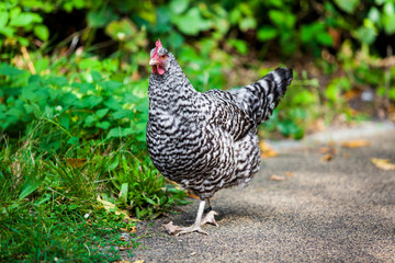 Closeup of a hen.  Hen outside in the meadow