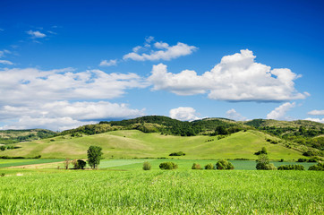 Fototapeta premium Green field and blue sky.
