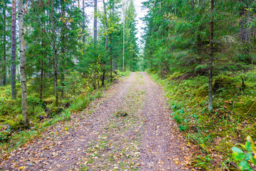 Forest road