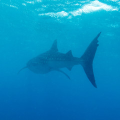 Whale shark (Rhincodon typus), Maldives