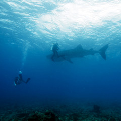 Obraz na płótnie Canvas Whale shark and Scuba Diver, Maldives