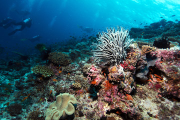 Sea Lilies on Tropical Coral Reef