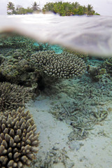 Naklejka na ściany i meble Semi Underwater Scene of Island and Reef