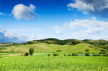 Fototapeta premium Green field and blue sky.
