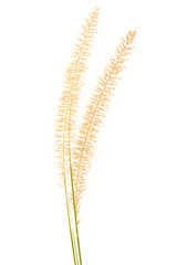 flowering dog tail grass