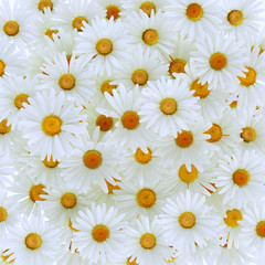 Beautiful daisy gerbera flower