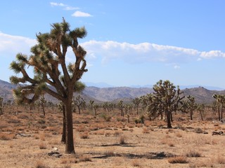 Joshua Tree National Park