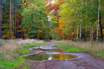 Las jesienią.