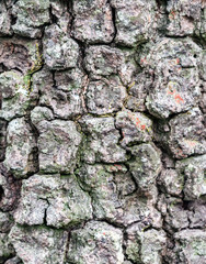 Pine surface