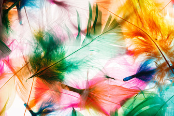 Colorful feathers