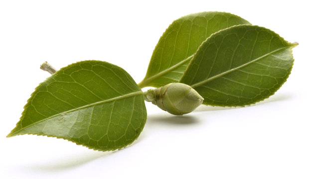 Camellia Kamelien Camelia 동백나무속 ツバキ属 Kamelia roślina