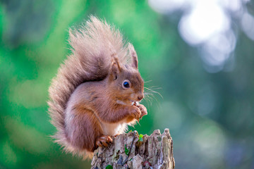 Naklejka na ściany i meble Red Squirrel in English forest