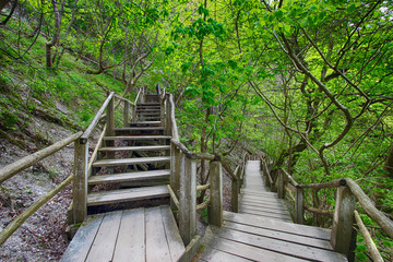 Holztreppe im Wald