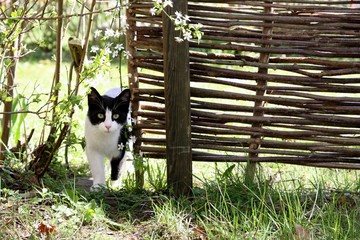 Angriffslustige Katze im Garten