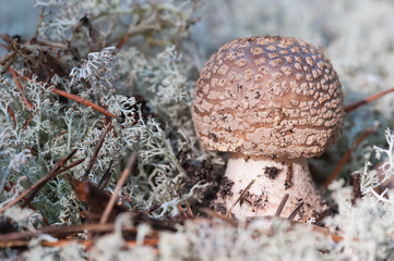 Forest mushroom