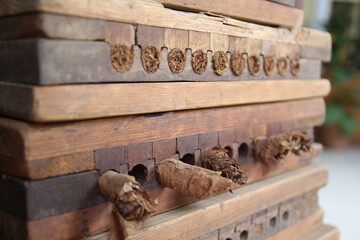 Herstellung von Zigarren