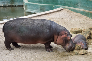 Mamma ippopotamo con cucciolo