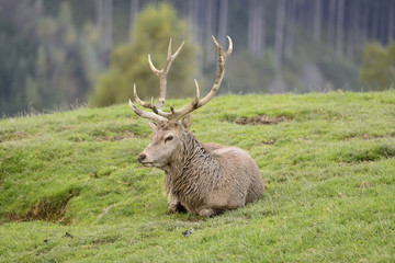 Rothirsch in den Wäldern von Tirol