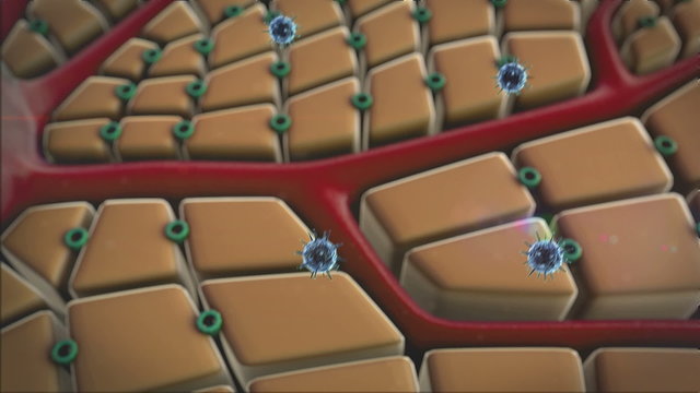 Coronavirus atack the lungs cells