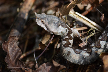 Horned viper