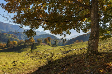 Autumn mountain landscape with grazing sheep flock