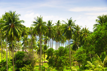 Obraz premium Green View Under Palms
