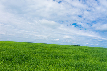 Growth Season Field Freedom