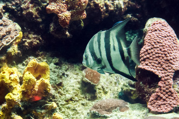 Fototapeta na wymiar Gray Angelfish closeup