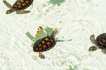 Naklejka premium Cute endangered baby turtles