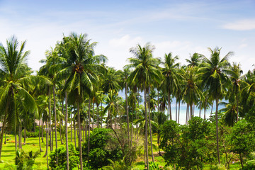 Obraz premium Green View Under Palms