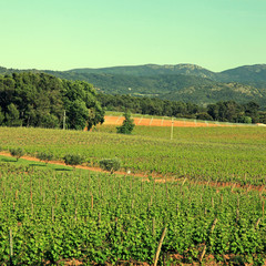 Fototapeta na wymiar French vineyard,Provence