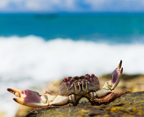 Cute Animal On the Shore