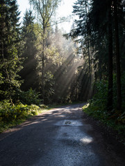 forest road with sun rays in the morning