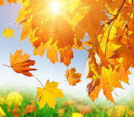 Orange and red autumn leaves