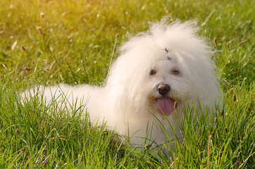 Bichon bolognese relax in green