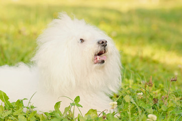 Bichon bolognese relax in the park at sunset