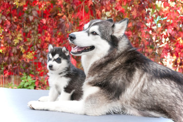 Husky Mama mit Puppy