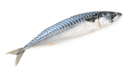 mackerel fish isolated