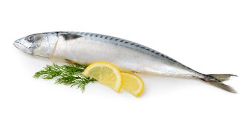 mackerel fish isolated