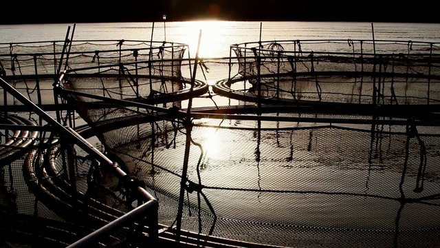 Sturgeon cages on the river Danube at sunset