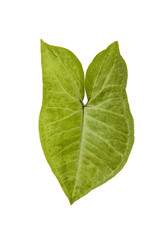 Leaf