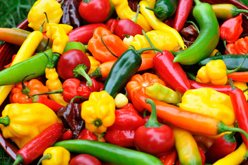 colorful mix of the freshest and hottest chili peppers - 71667373